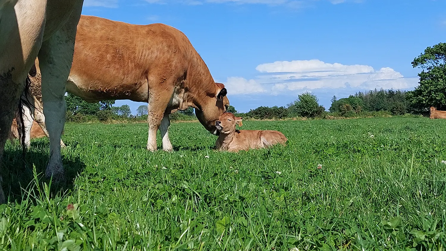 Vache avec son veau dans un champ