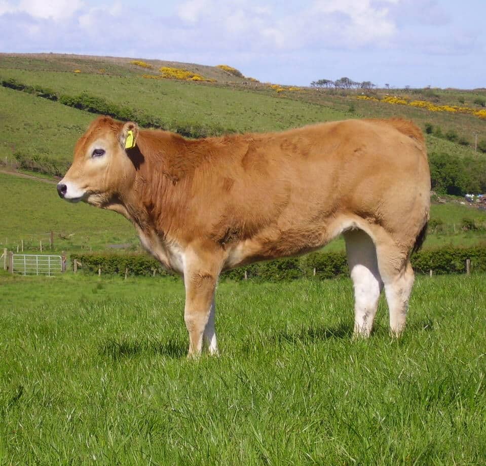 Vache dans un champ